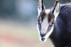 chamois01012-scaled