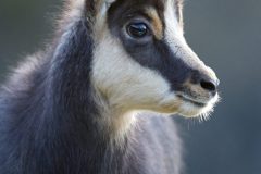 chamois01013-scaled