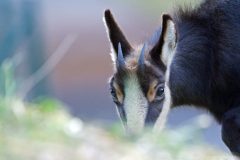 chamois01016-scaled