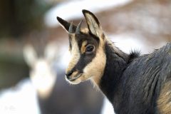 chamois061210-scaled