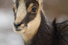 chamois061211-scaled