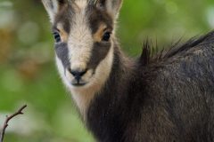 chamois061214-scaled