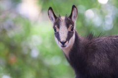 chamois061216-scaled
