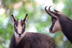 chamois061217-scaled