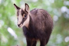 chamois061219-scaled