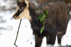 chamois061220-scaled