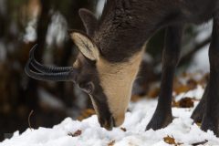 chamois061221-scaled