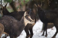 chamois061224-scaled