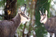 chamois061225-scaled