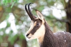 chamois061228-scaled