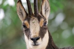 chamois061230-scaled
