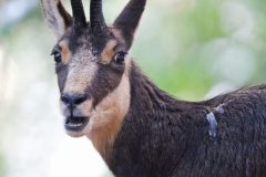 chamois06125-scaled