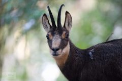 chamois06127-scaled
