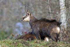 Chamois 2021