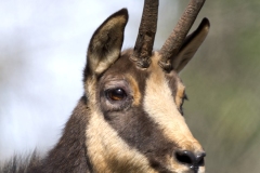 Chamois juillet 2021