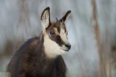 chamois0901224-scaled