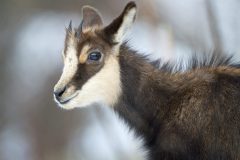 chamois0901226-scaled