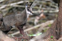 chamois09061-scaled