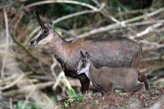 chamois090620-scaled