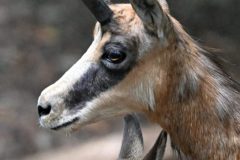 chamois09065-scaled