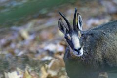 chamois110911-1-scaled