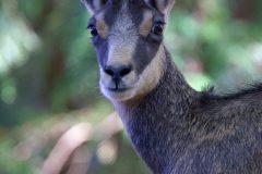 chamois11096-1-scaled