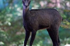 chamois11098-scaled