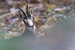 chamois11099-1-scaled