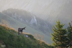 Chamois 2020