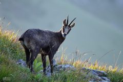 Chamois 2020