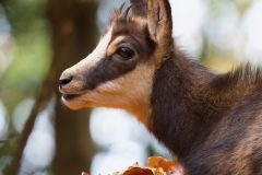 chamois novembre 2021