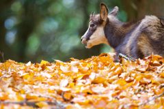 chamois novembre 2021