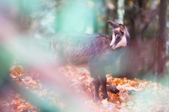 chamois novembre 2021