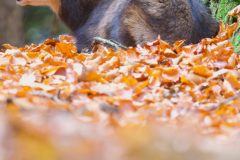 chamois novembre 2021