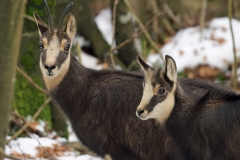 Chamois 2020