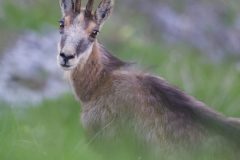 Chamois 2020