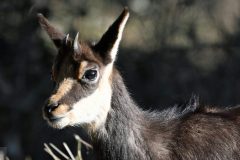 chamois2801124-scaled