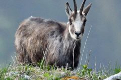 Chamois mai 2020