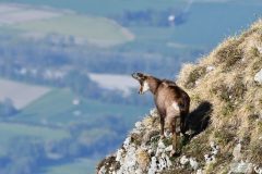 Chamois avril 2020