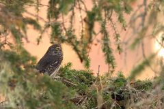 Chevêchette novembre 2020