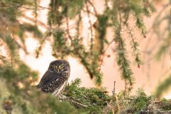 Chevêchette novembre 2020