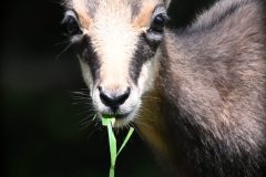 chevreau14073-scaled