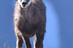 Chamois avril 2020