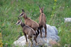Chamois 2020