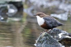 cincle060222-1-scaled