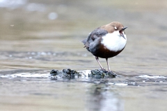 Cingle plongeur janvier 2021