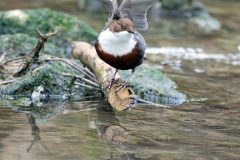 cincleplongeur1802223-scaled