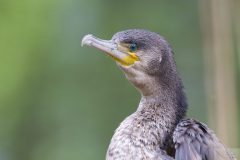 cormoran240412-scaled