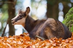 chamois novembre 2021