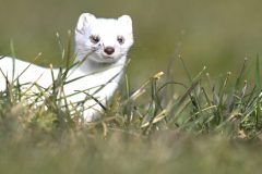 cropped-hermine30121-scaled-1